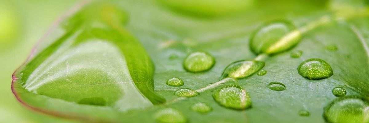 certificazione e ambiente leaf drop-min